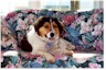 relaxing on the couch in the sunroom