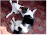 Wrestling with Star!