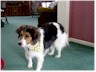 Fresh from the groomer